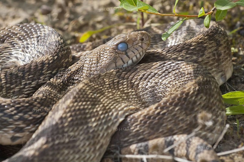 Texas bull snake