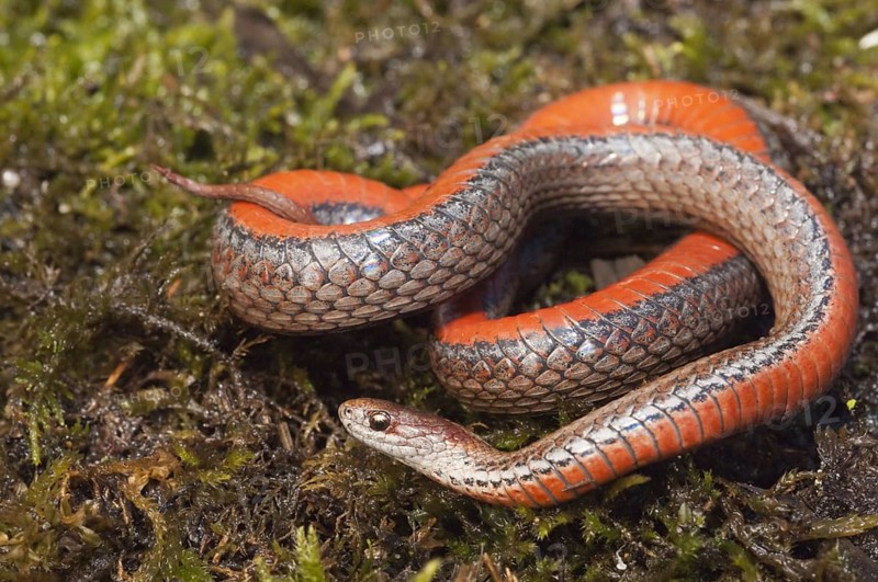 Northern red-bellied snake