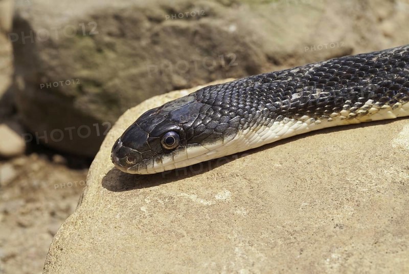 Black rat snake