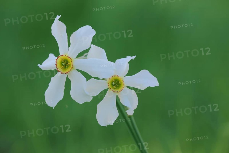 Two poet's daffodil
