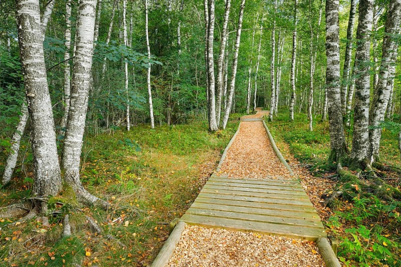 Forest path in the birch forest near Les Ponts-de-Martel in the canton of Neuchatel