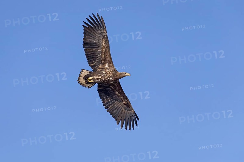 White-tailed eagle