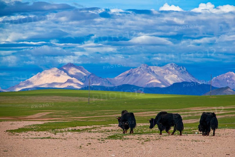 Yaks on a open wide tibetan landscape along the road from Tsochen to Lhasa