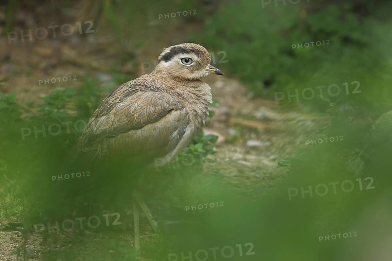 Inca Stone-Curlew