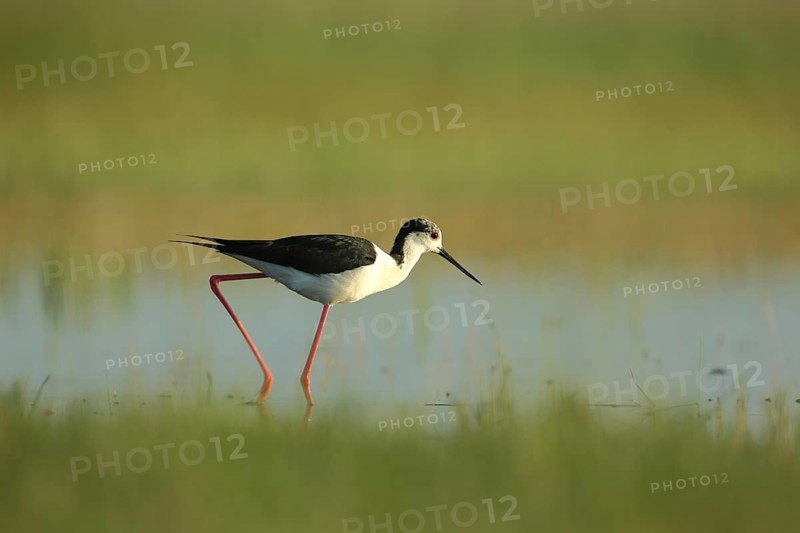 Black-winged Black-winged Stilt