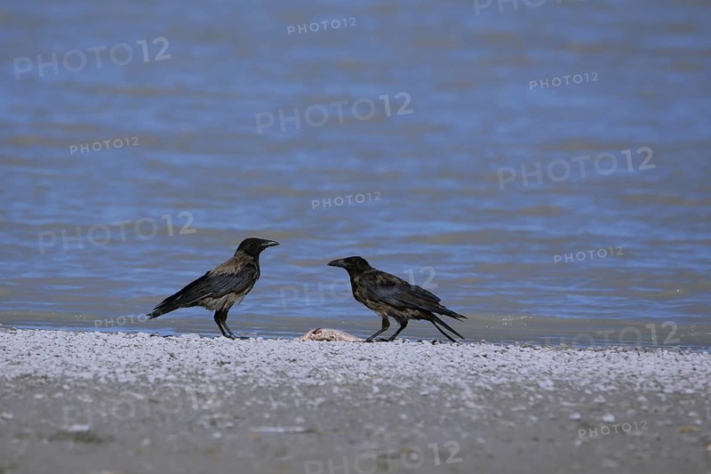 Two hooded crow