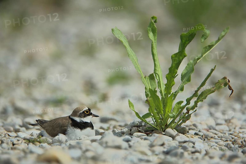 Little Ringed Plover