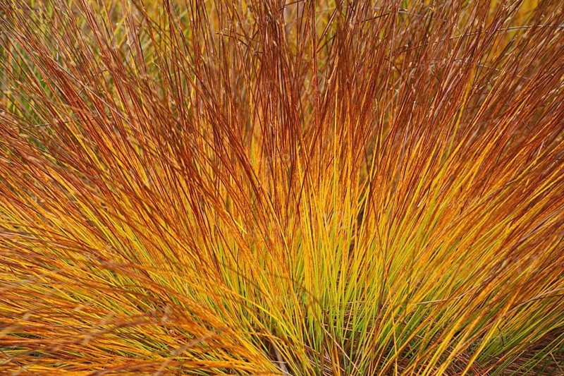Grass tuft of rusty-red donkeykey