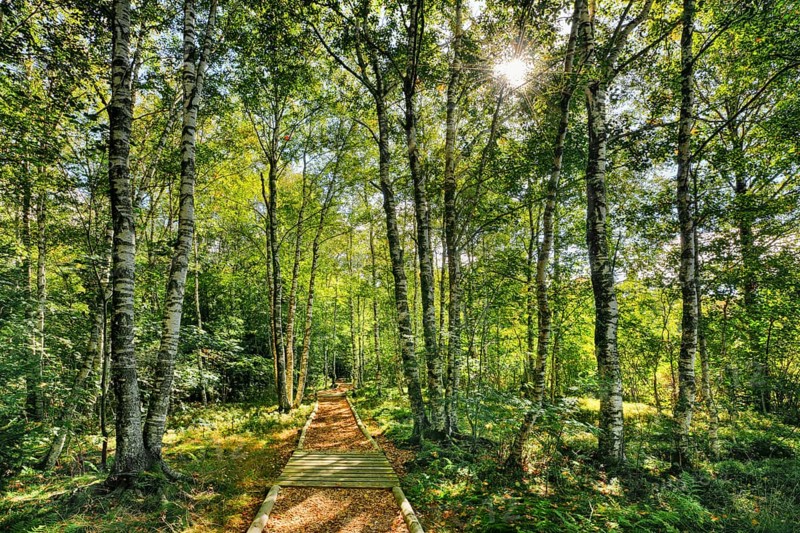 Forest path in the birch forest near Les Ponts-de-Martel in the canton of Neuchatel