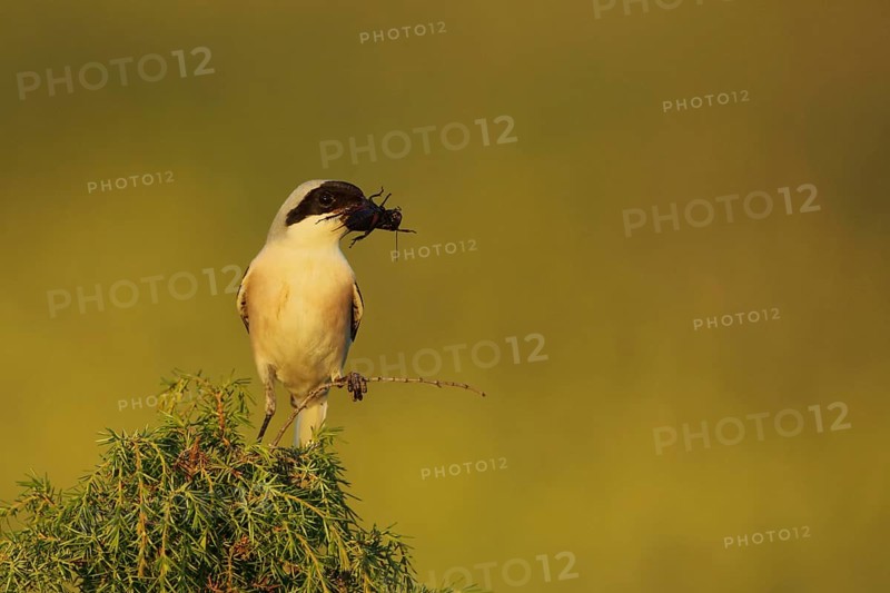 Lesser grey shrike