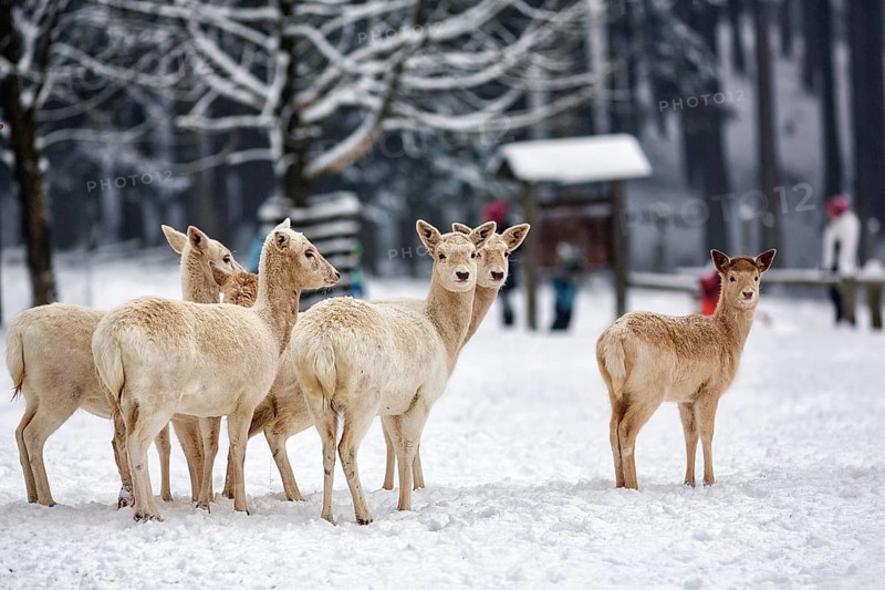 White fallow deer