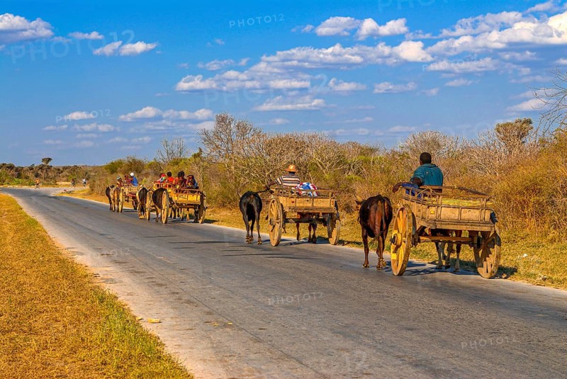 Ox cart caravan