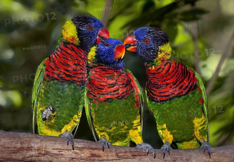 Rainbow Lorikeet