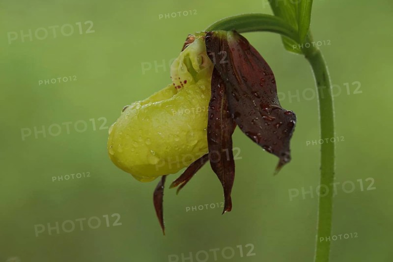Yellow lady's slipper orchid