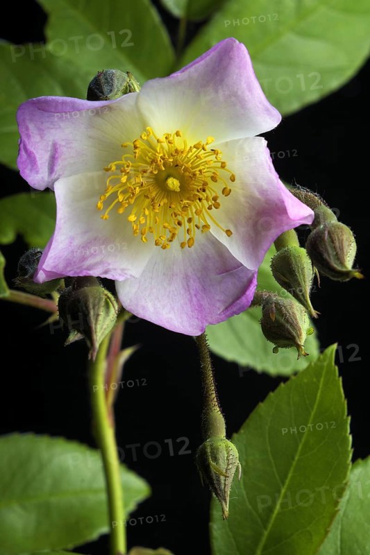 Rambler shrub rose