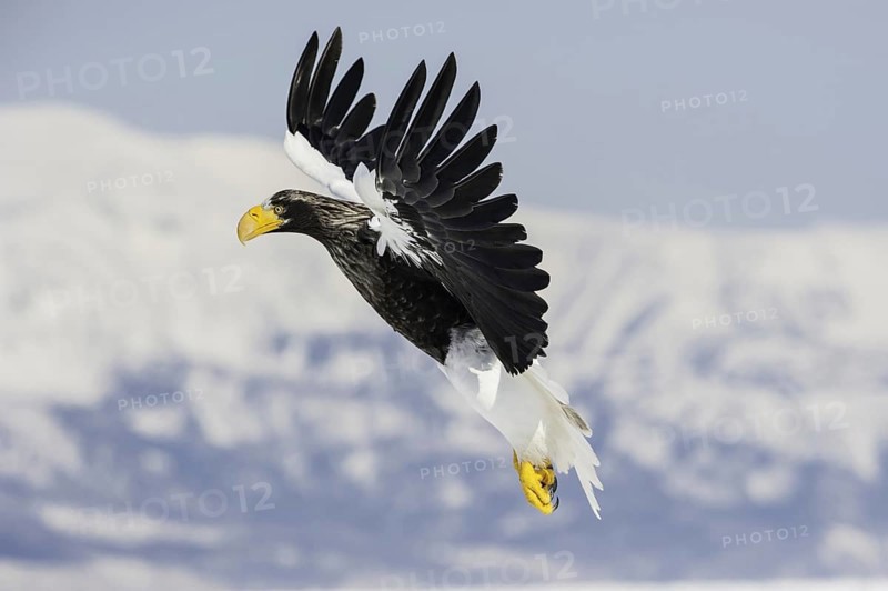 Steller Sea Eagle