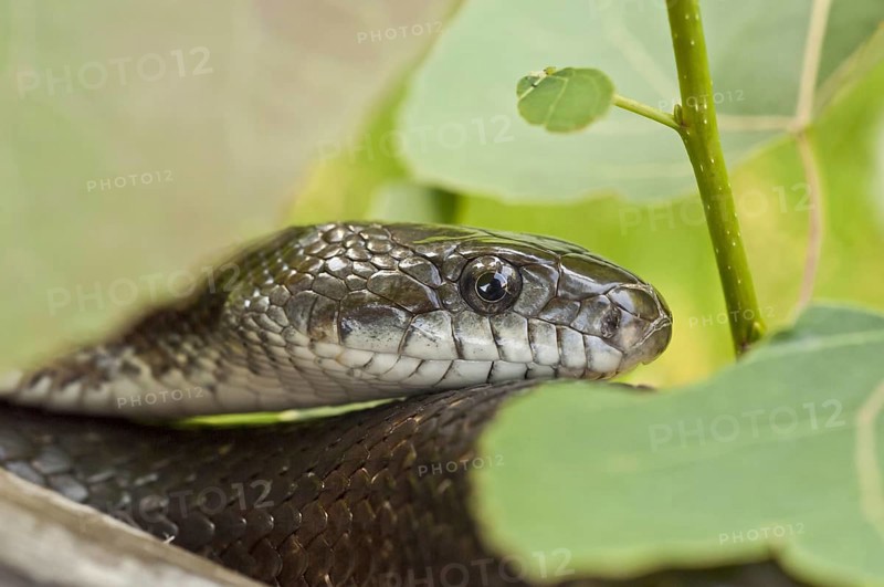 Black rat snake