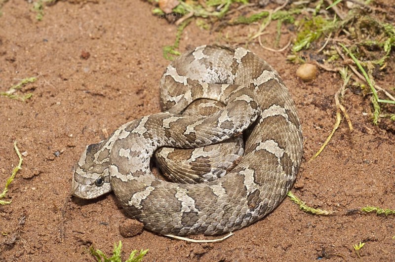 Eastern hognose snake