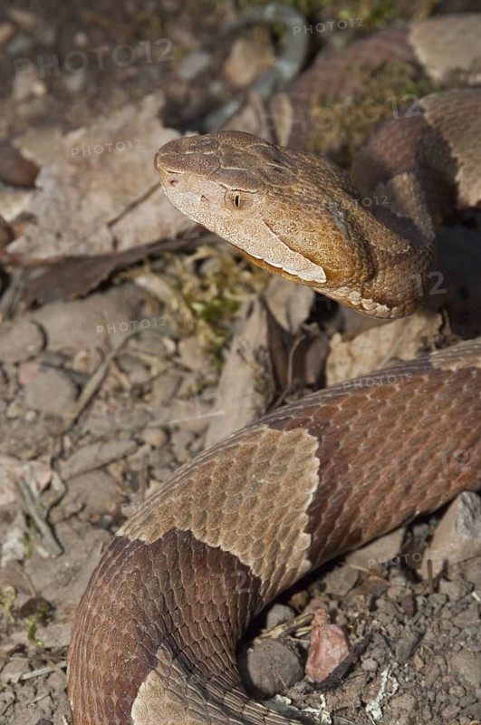 Broadbanded copperhead