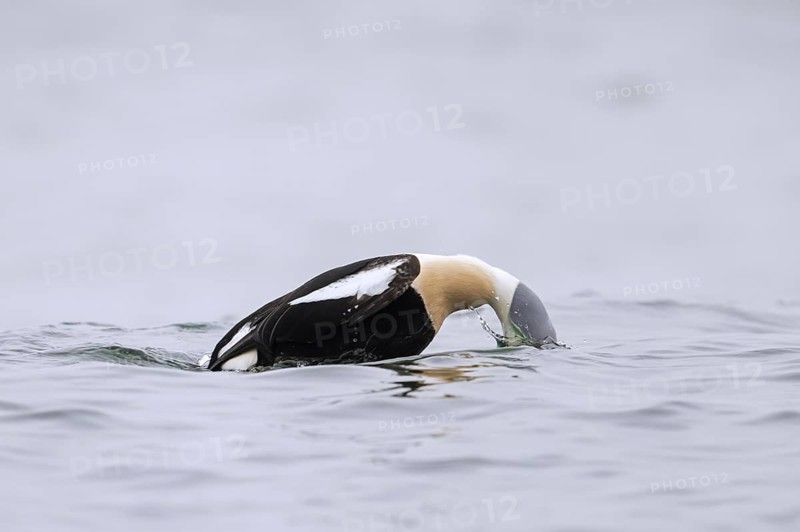 King eider