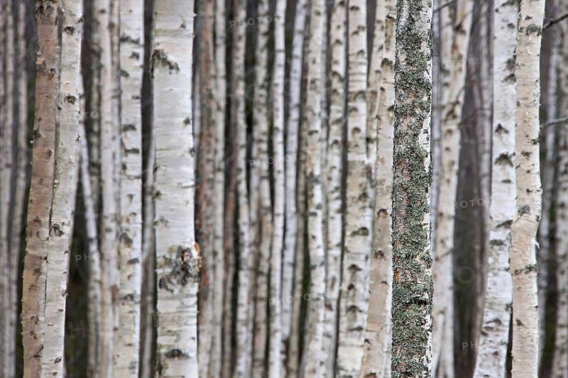 Silver birch
