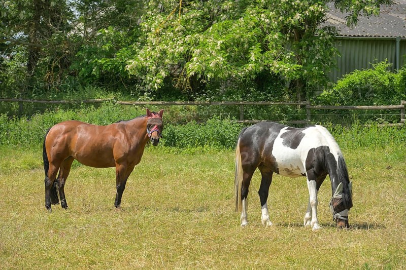 Horses