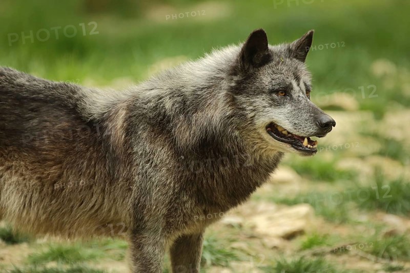 Mackenzie valley wolf