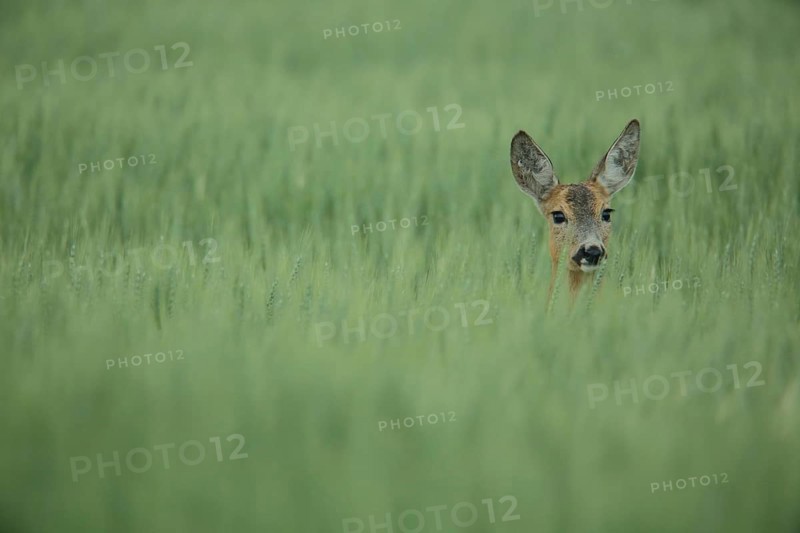 European roe deer