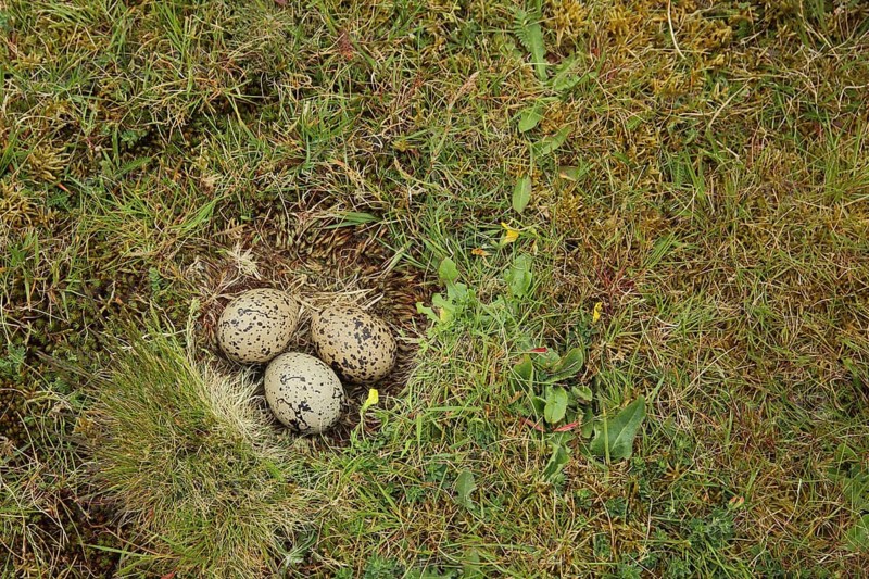 Brood with three eggs in the nest of the eurasian oystercatcher
