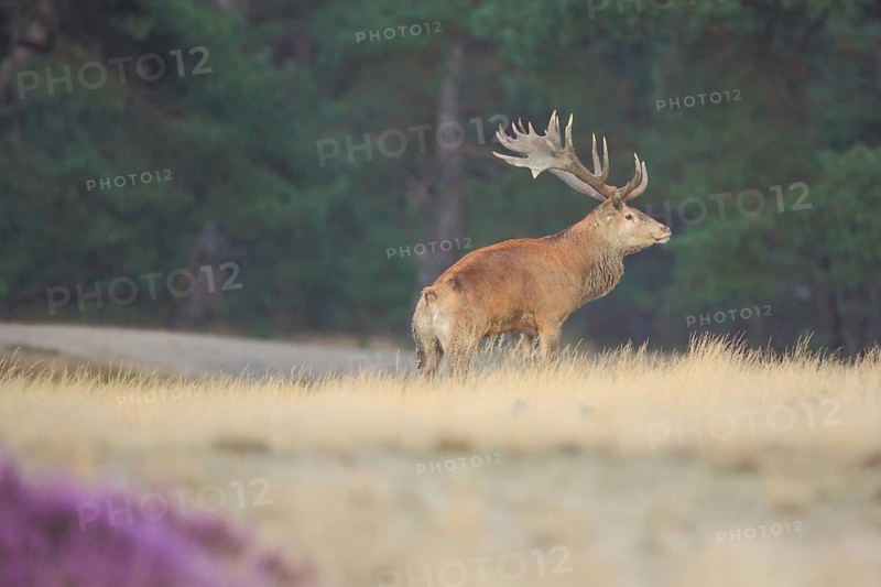 Red deer