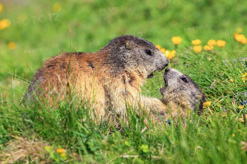 Alpine marmot couple kissing in alpine flower meadow