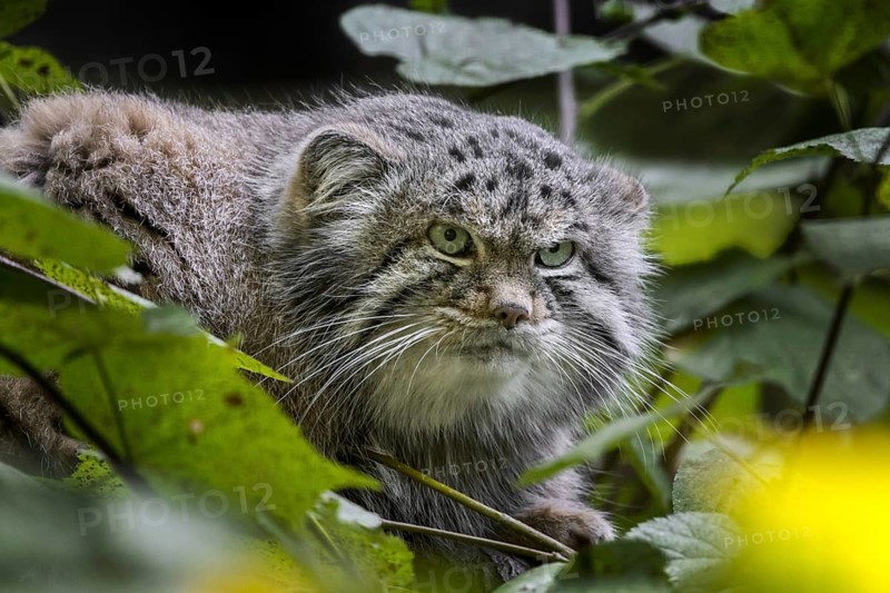 Pallass cat