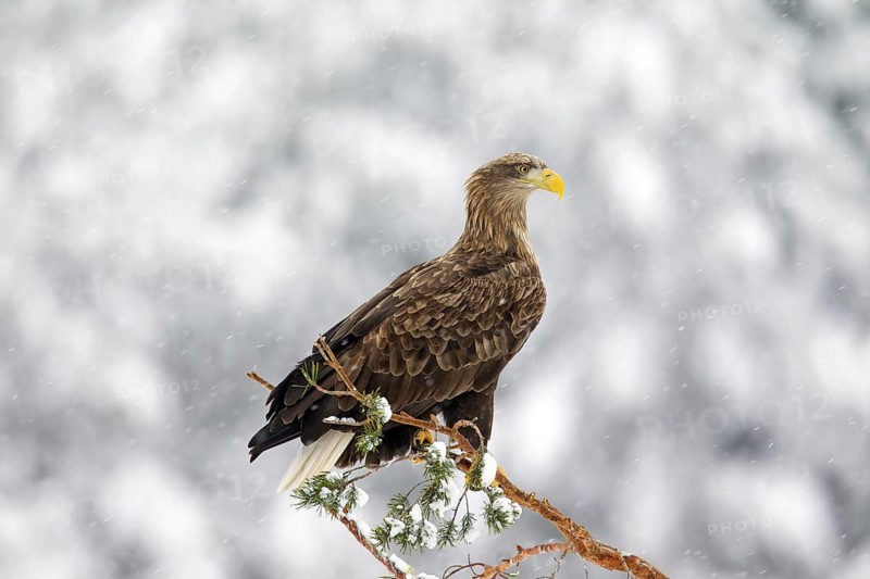 White-tailed Eagle