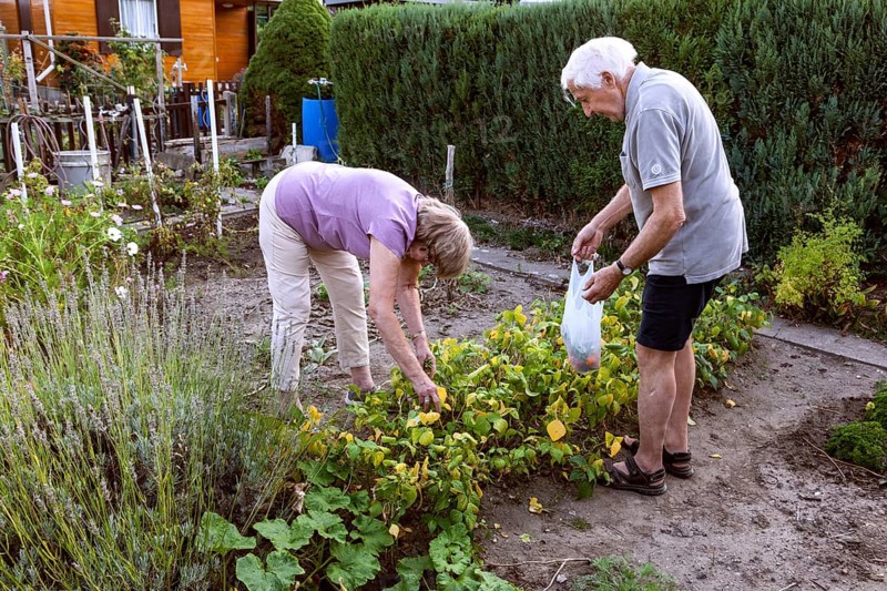 Retired couple in the allotment garden during the harvest