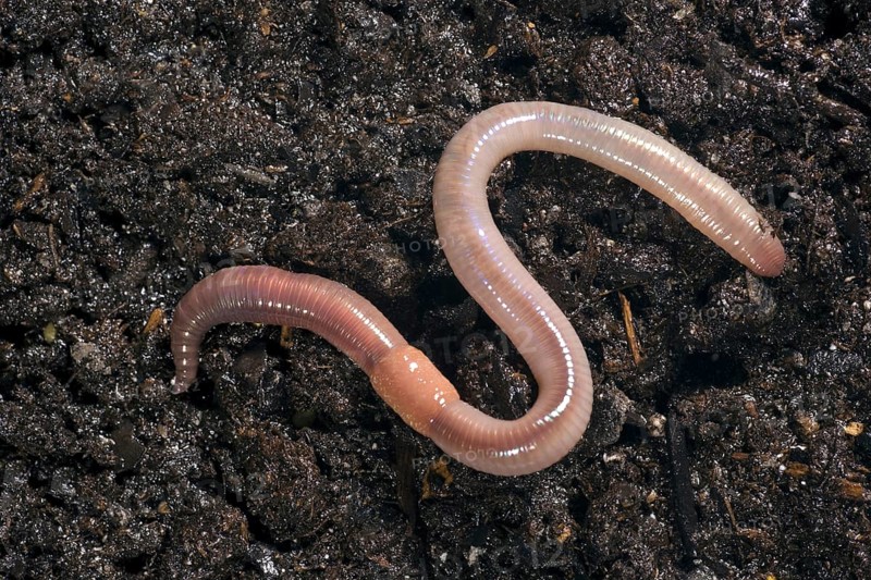 Common Earthworm