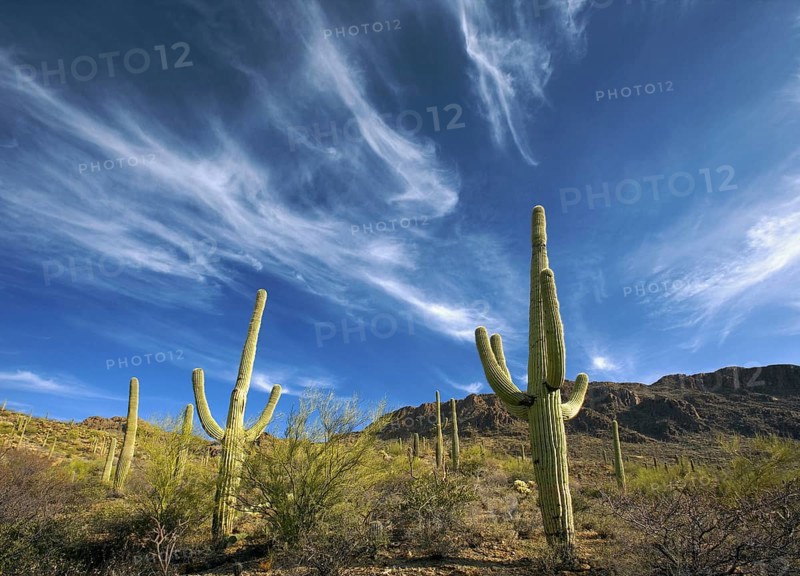 Saguaro Cactus