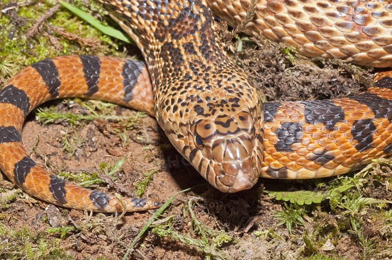West Texas bull snake