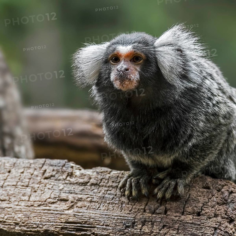 Common marmoset
