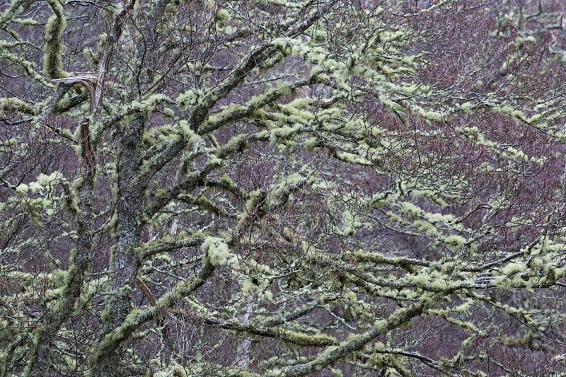 Silver birch