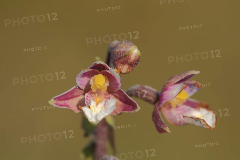 Marsh helleborine