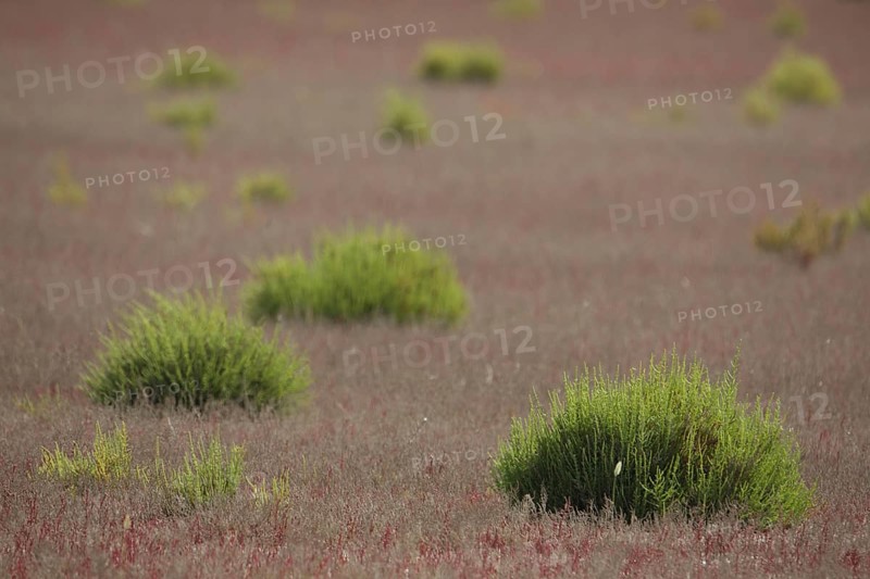 Mudflat landscape with Common glasswort