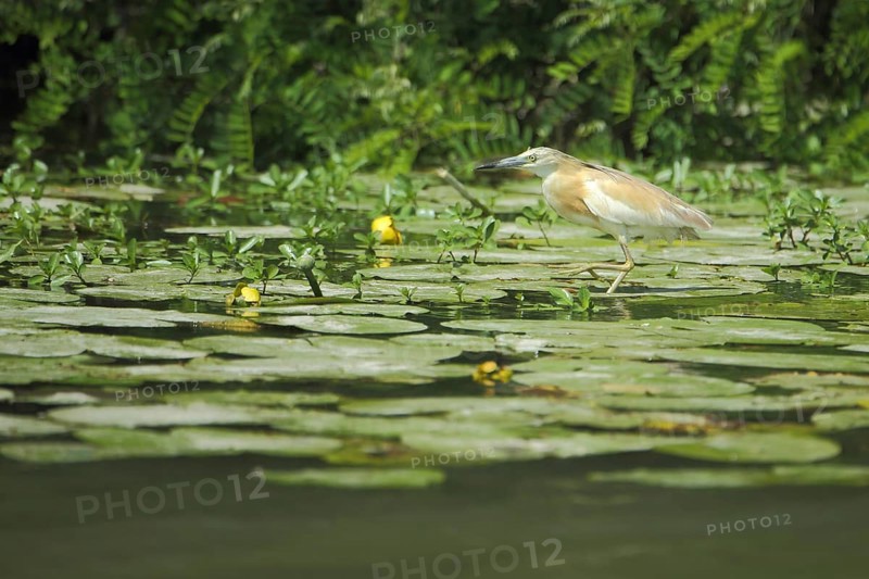Squacco heron