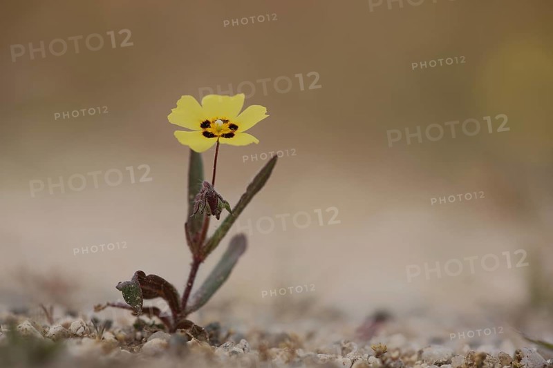 Annual rock-rose