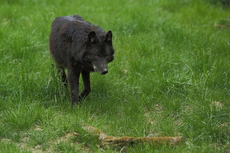 Mackenzie valley wolf