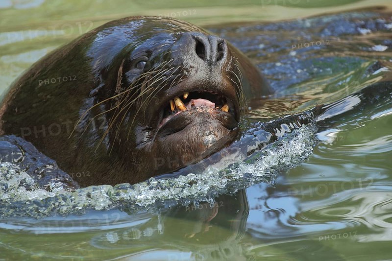 South american sea lion
