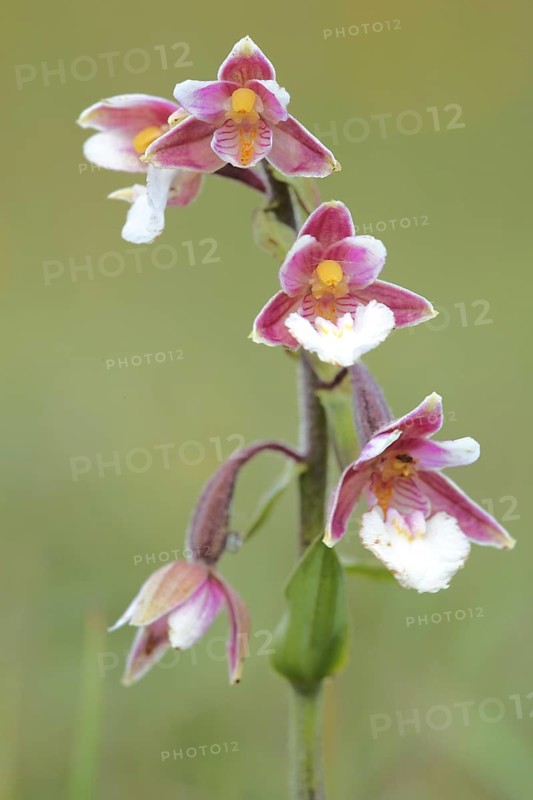 Marsh helleborine