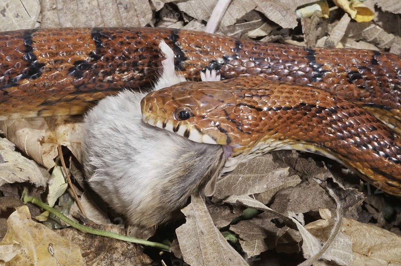 Okeetee corn snake