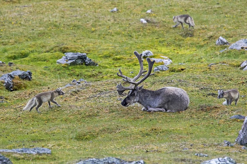 Three curious young Arctic foxes