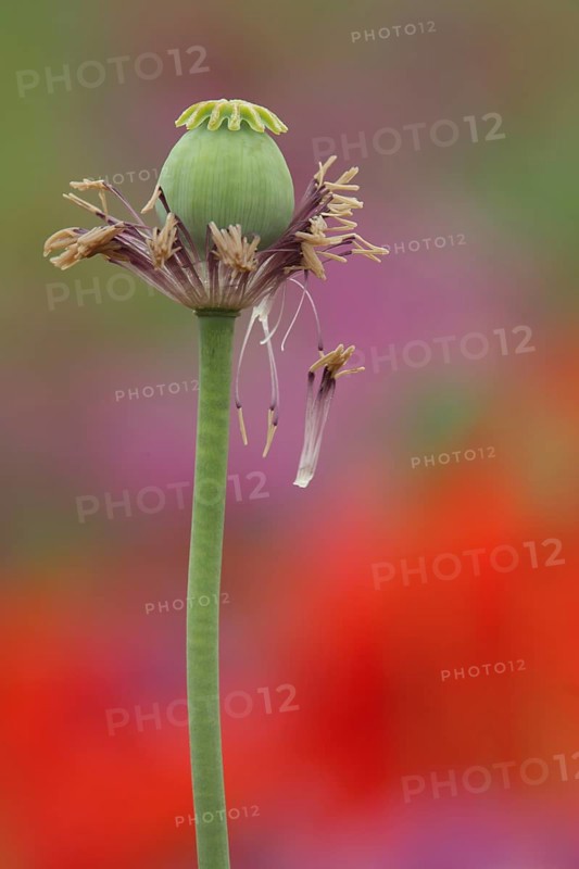 Fruit capsule of the opium poppy