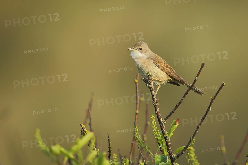 Male common whitethroat